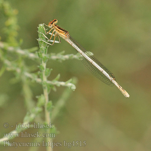 Witte breedscheenjuffer Weiße Federlibelle Platycnemis latipes Agrion blanchâtre Pale White-legged Damselflies Ivory Damselfly Patiblanco haciendo pino