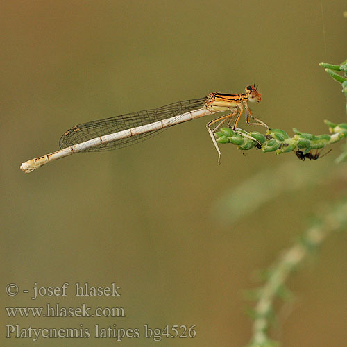 Weiße Federlibelle Platycnemis latipes Agrion blanchâtre Pale White-legged Damselflies Ivory Damselfly Patiblanco haciendo pino Witte breedscheenjuffer