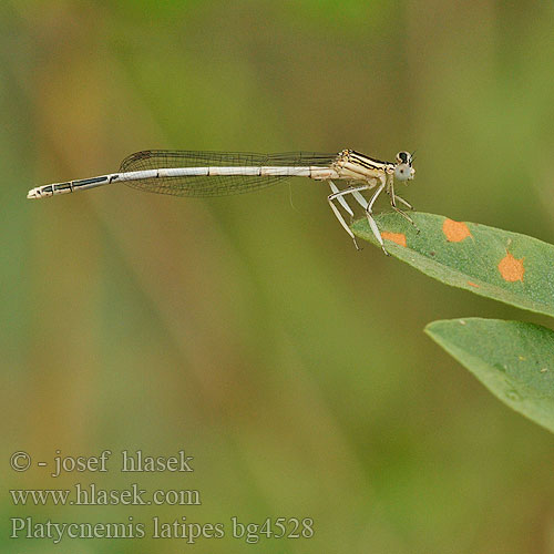 Agrion blanchâtre Pale White-legged Damselflies Ivory Damselfly Patiblanco haciendo pino Witte breedscheenjuffer Weiße Federlibelle Platycnemis latipes