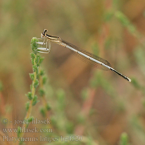 Platycnemis latipes Patiblanco haciendo pino Witte breedscheenjuffer Weiße Federlibelle Agrion blanchâtre Pale White-legged Damselflies Ivory Damselfly