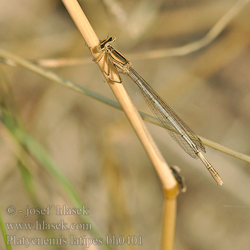 Platycnemis latipes Patiblanco haciendo pino Witte breedscheenjuffer Weiße Federlibelle Agrion blanchâtre Pale White-legged Damselflies Ivory Damselfly