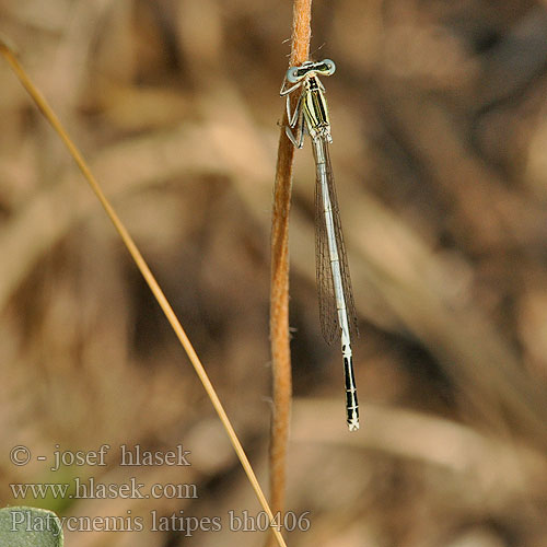 Platycnemis latipes Patiblanco haciendo pino Witte breedscheenjuffer Weiße Federlibelle Agrion blanchâtre Pale White-legged Damselflies Ivory Damselfly