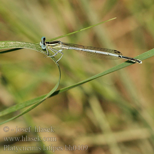 Platycnemis latipes Patiblanco haciendo pino Witte breedscheenjuffer Weiße Federlibelle Agrion blanchâtre Pale White-legged Damselflies Ivory Damselfly