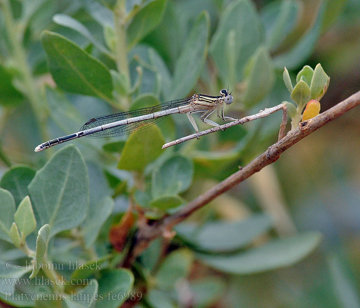 Weiße Federlibelle Agrion blanchâtre Pale White-legged Damselflies Ivory Damselfly Platycnemis latipes Patiblanco haciendo pino Witte breedscheenjuffer