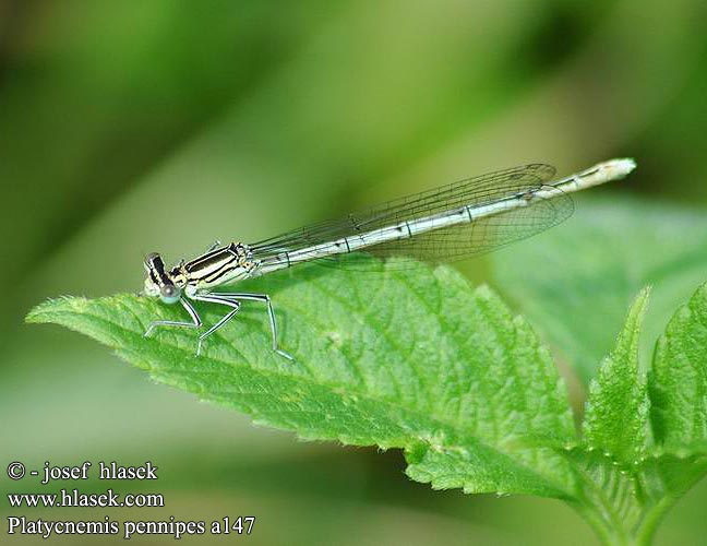 Platycnemis pennipes White-legged Damselfly Blue Featherleg Fjerbenet