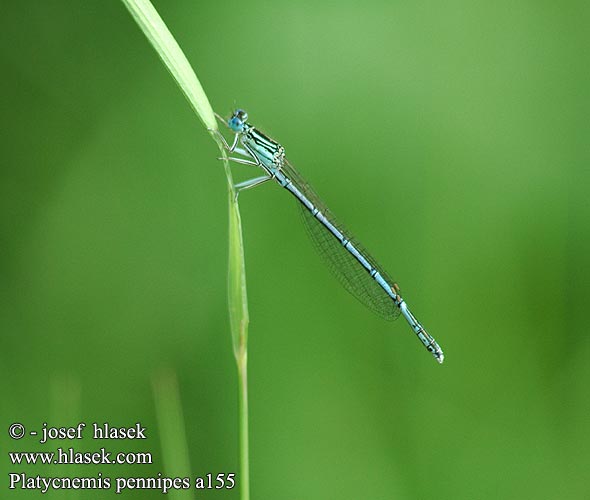 Platycnemis pennipes Fjerbenet Vandnymfe Sulkakoipikorento Agrion zampe