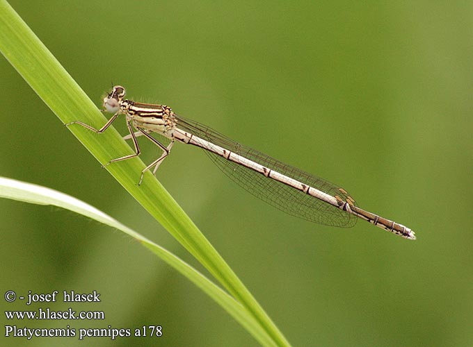 Platycnemis pennipes a178