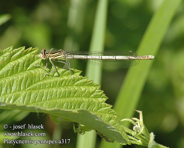 Platycnemis pennipes Blauwe breedscheenjuffer Széleslábú szitakötő