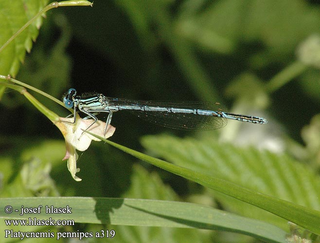 Platycnemis pennipes Blaue Federlibelle Pióronóg zwykły Šidielko ploskonohé