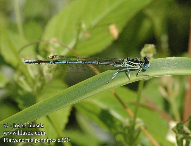 Platycnemis pennipes Pióronóg zwykły Šidielko ploskonohé Šidélko brvonohé