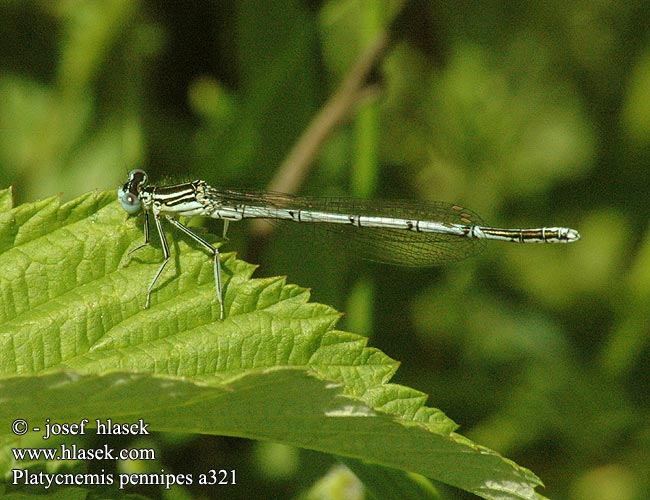 Platycnemis pennipes Šidélko brvonohé Flodflickslända