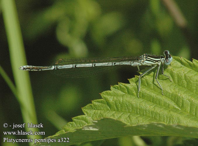 Platycnemis pennipes Плосконожка обыкновенная Плосконіжка звичайна