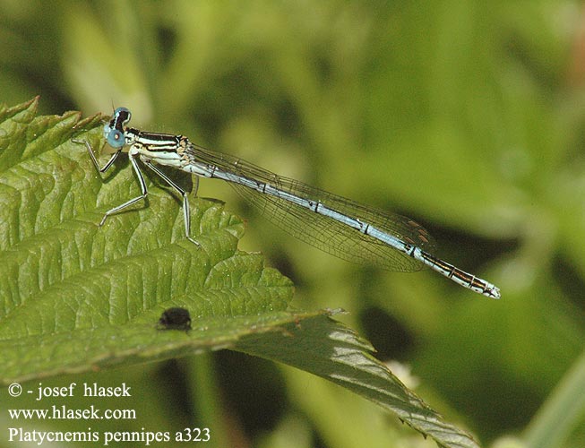 Platycnemis pennipes Sinji presličar White-legged Damselfly Blue