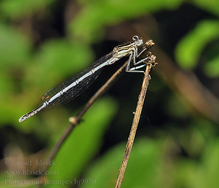 Platycnemis_pennipes_bj9970