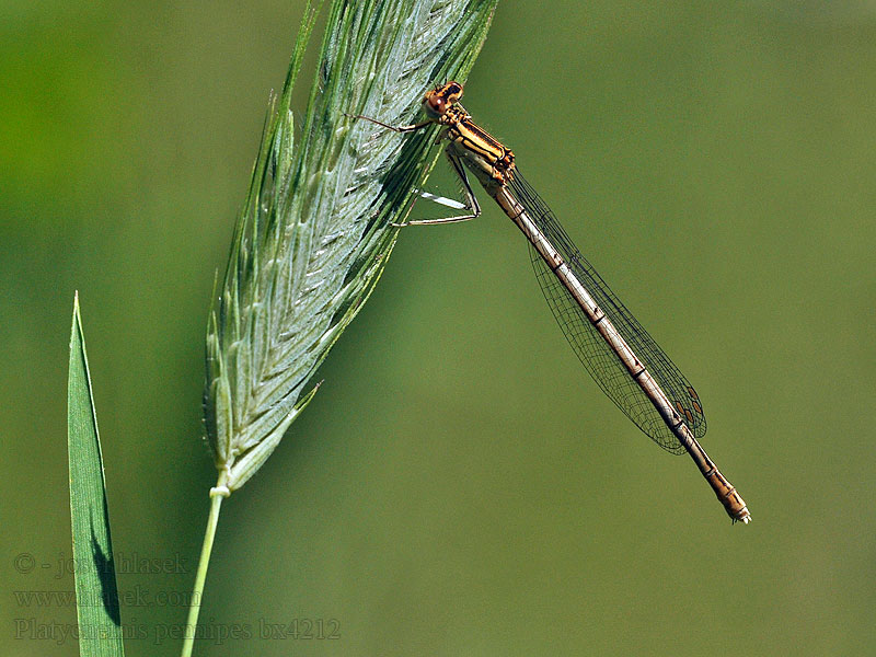 Platycnemis pennipes