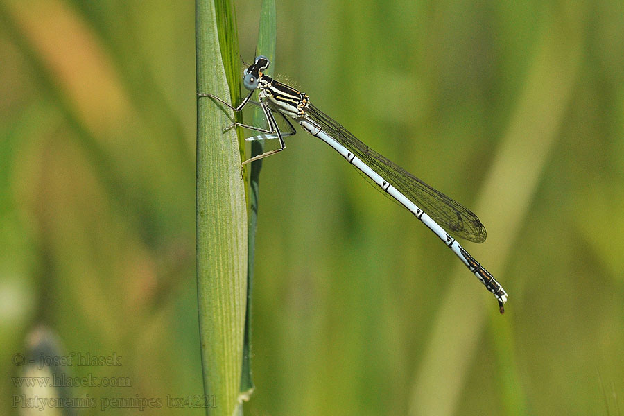 Platycnemis pennipes