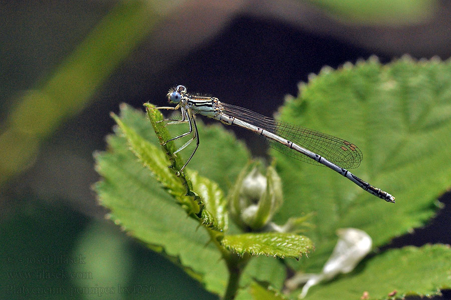 Platycnemis pennipes