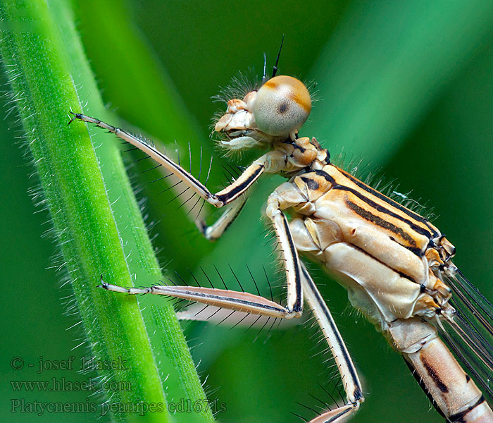 White-legged Damselfly Blue Featherleg Platycnemis pennipes