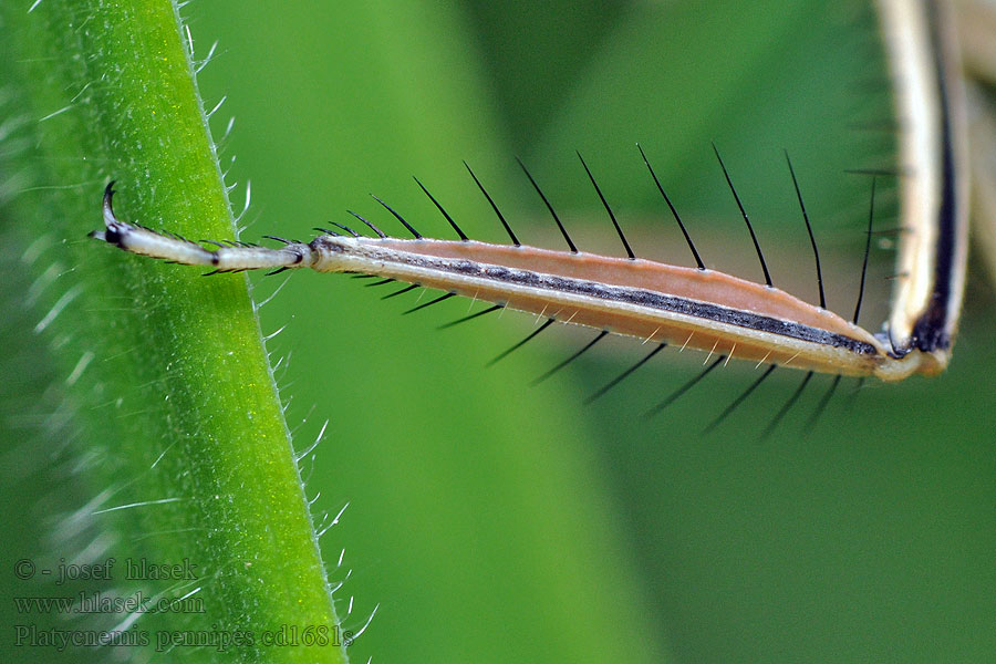 Fjerbenet Vandnymfe Platycnemis pennipes