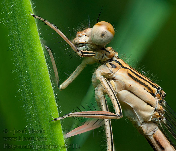 Sulkakoipikorento Platycnemis pennipes