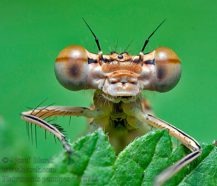 Agrion zampe larghe larges pattes Platycnemis pennipes