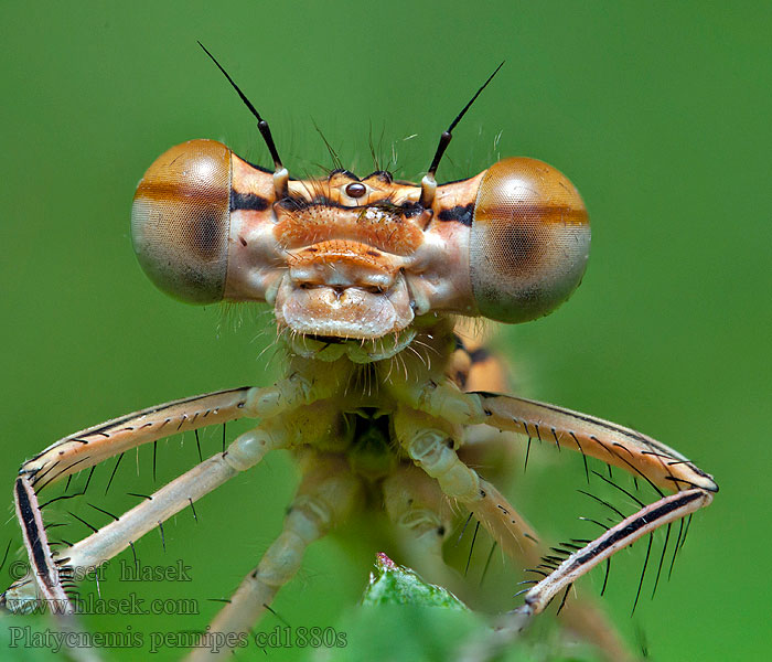 Blauwe breedscheenjuffer Platycnemis pennipes