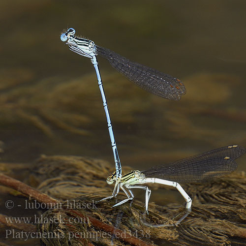 White-legged Damselfly Blue Featherleg Fjerbenet Vandnymfe Sulkakoipikorento