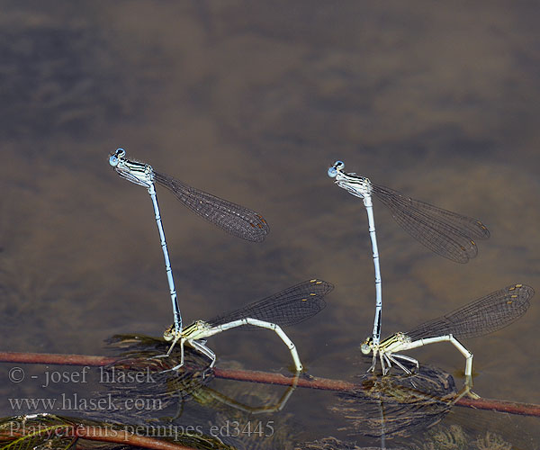 Agrion zampe larghe larges pattes Blauwe breedscheenjuffer Széleslábú szitakötő