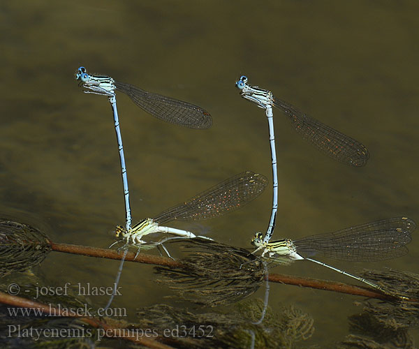 Platycnemis pennipes ed3452