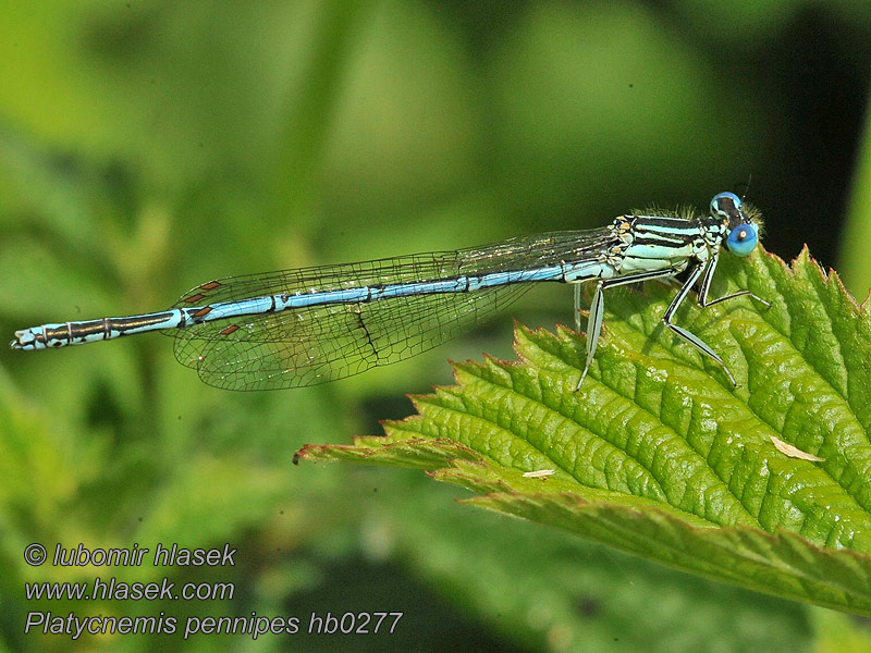 Blaue Federlibelle Platycnemis pennipes