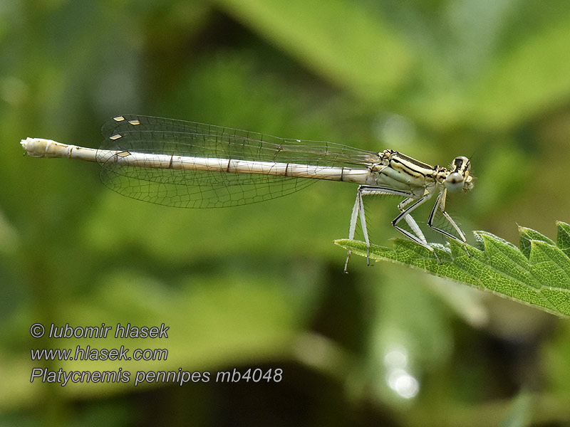 Šidielko ploskonohé Platycnemis pennipes