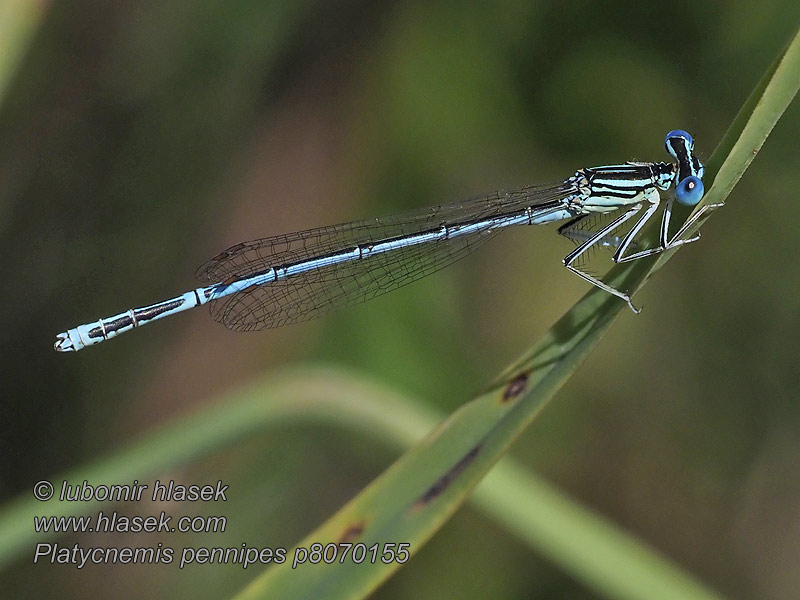 Šidélko brvonohé Platycnemis pennipes