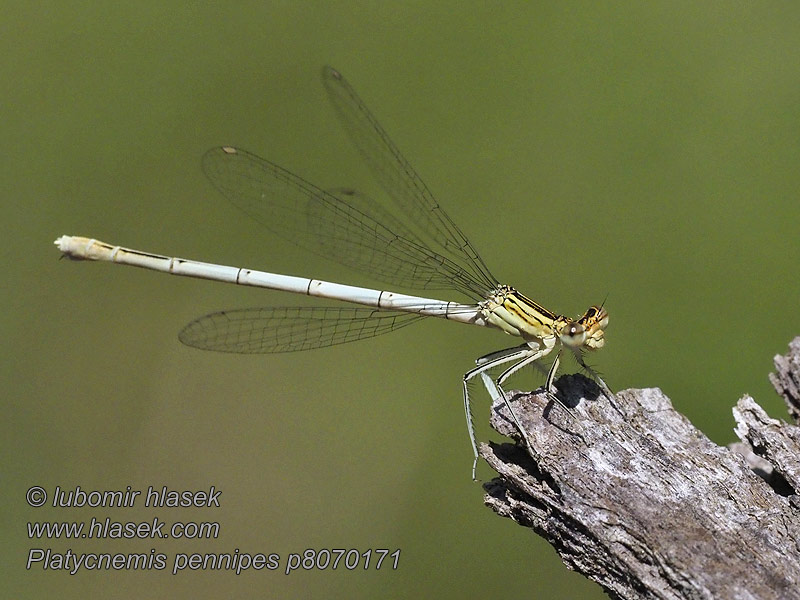 Flodflickslända Platycnemis pennipes