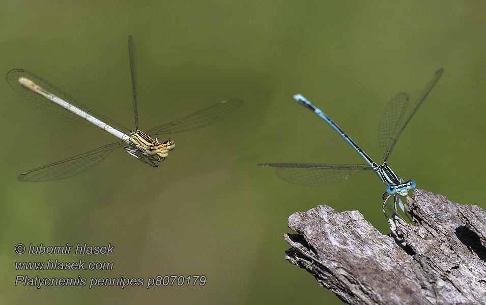 Плосконожка обыкновенная Platycnemis pennipes