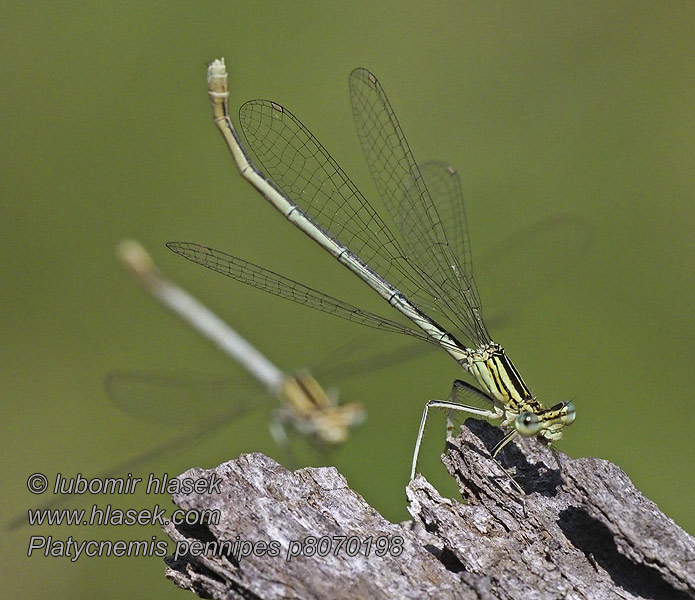 Плосконіжка звичайна Platycnemis pennipes