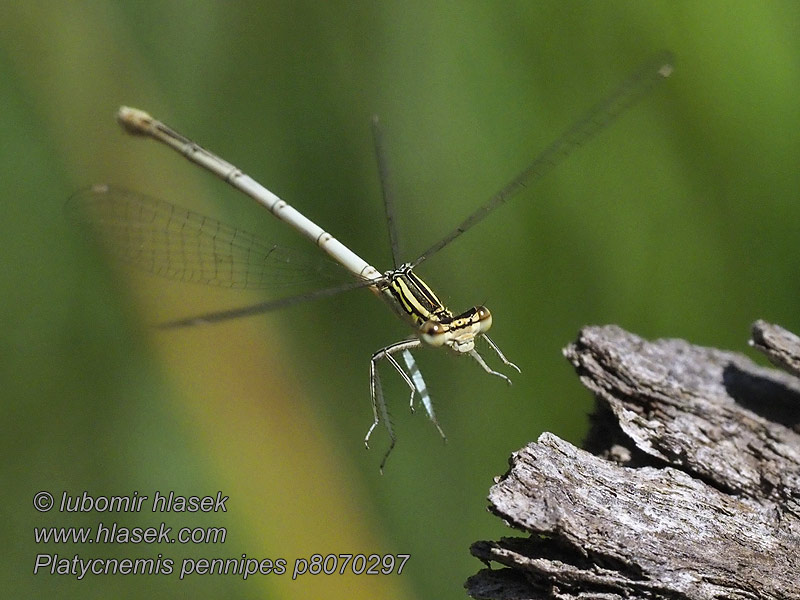 Sinji presličar Platycnemis pennipes