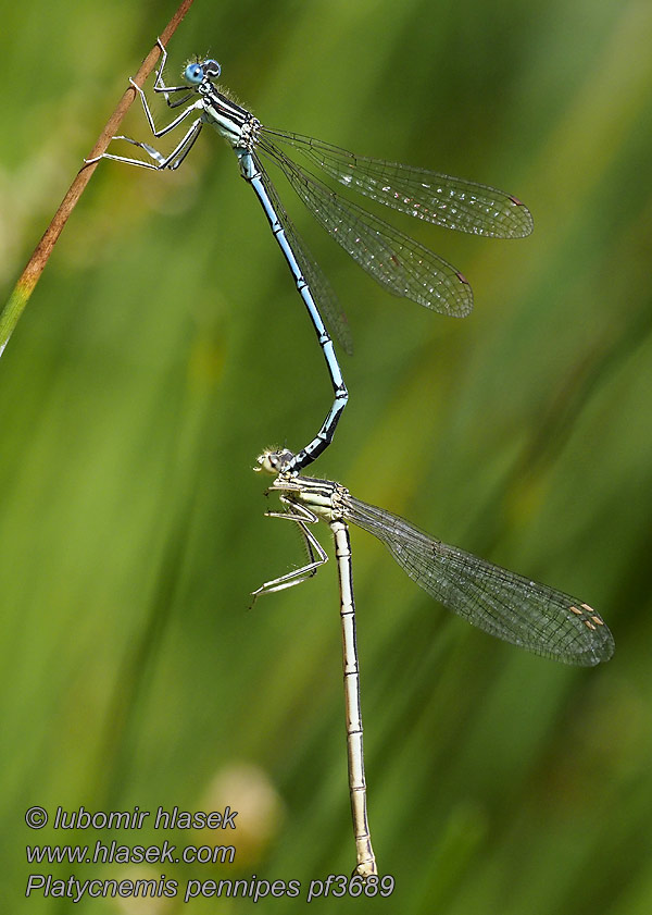 Platycnemis pennipes