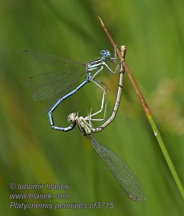 Platycnemis pennipes