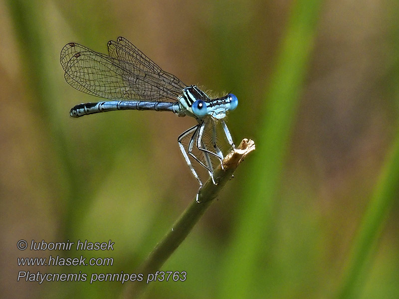 Platycnemis pennipes