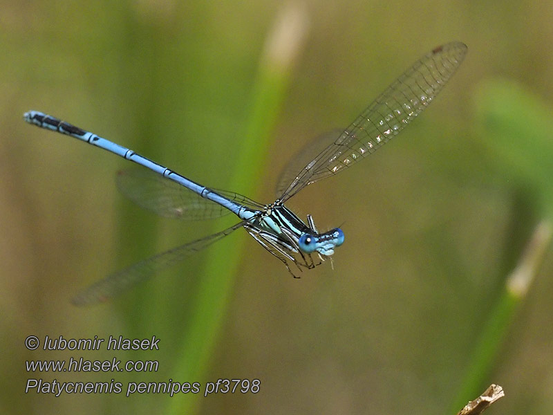 Platycnemis pennipes