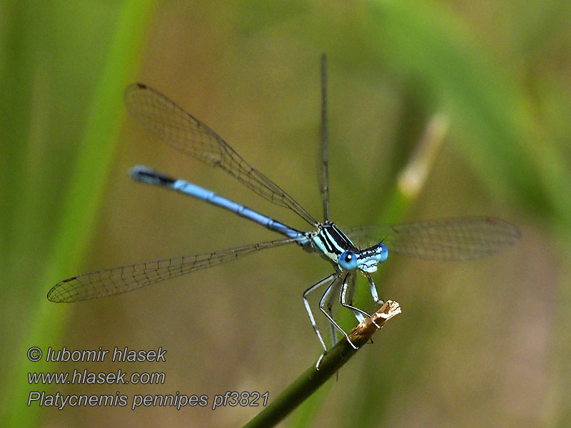 Platycnemis pennipes