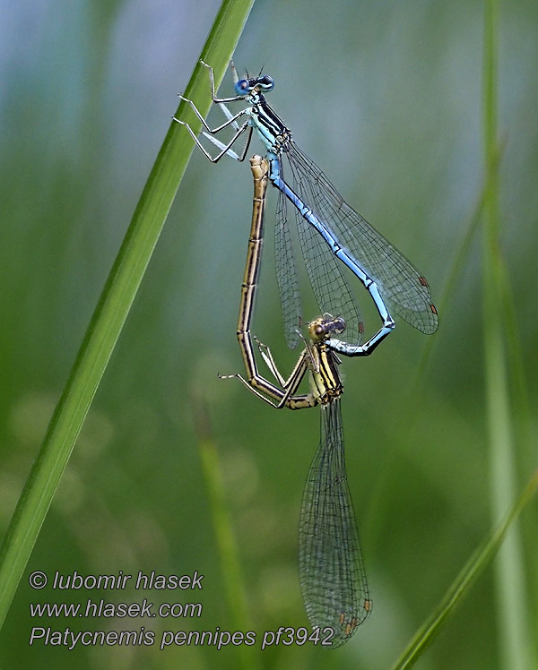 Platycnemis pennipes