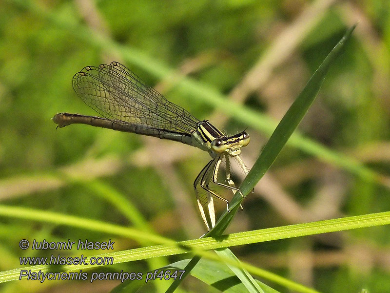 Platycnemis pennipes