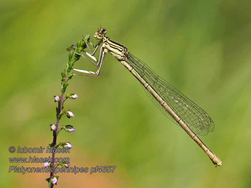 Platycnemis pennipes