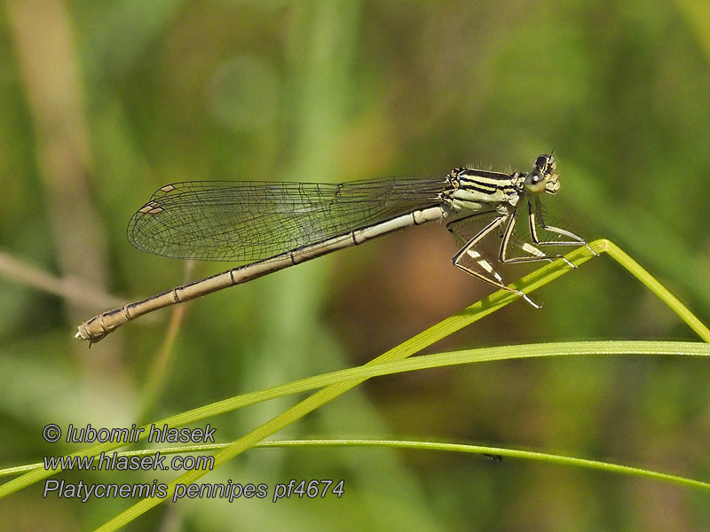 Platycnemis pennipes