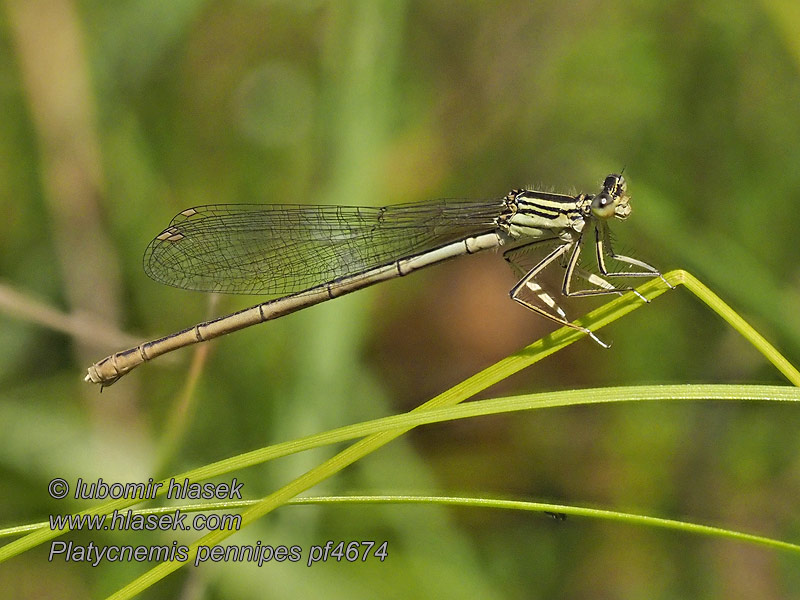 Platycnemis pennipes