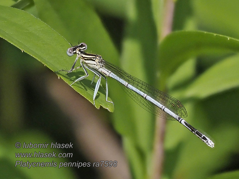 Platycnemis pennipes