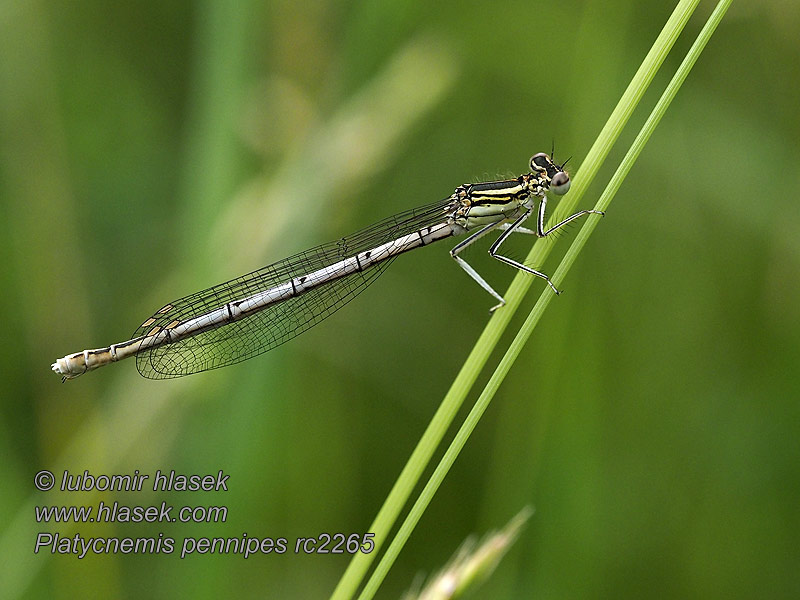 Platycnemis pennipes