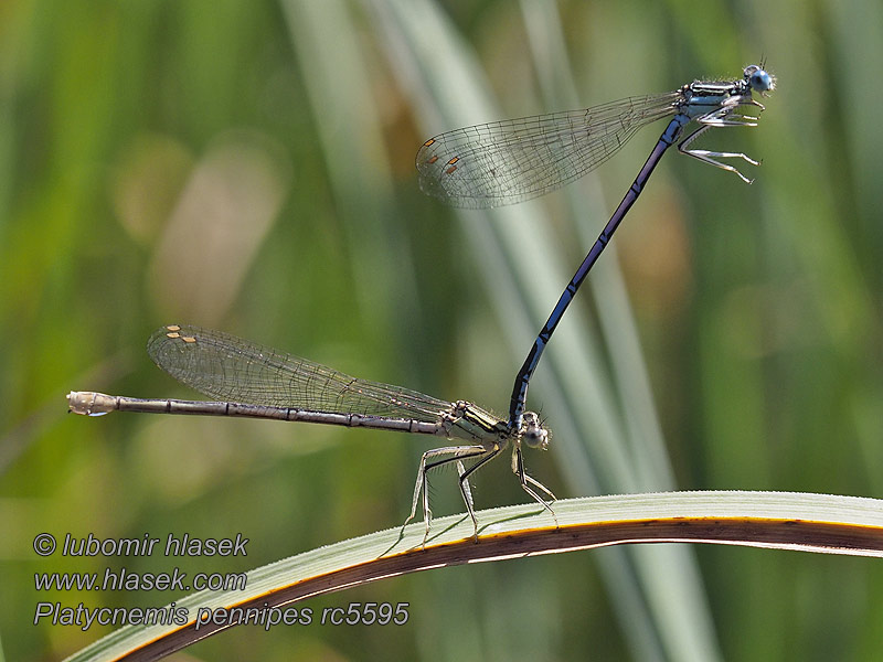 Platycnemis pennipes