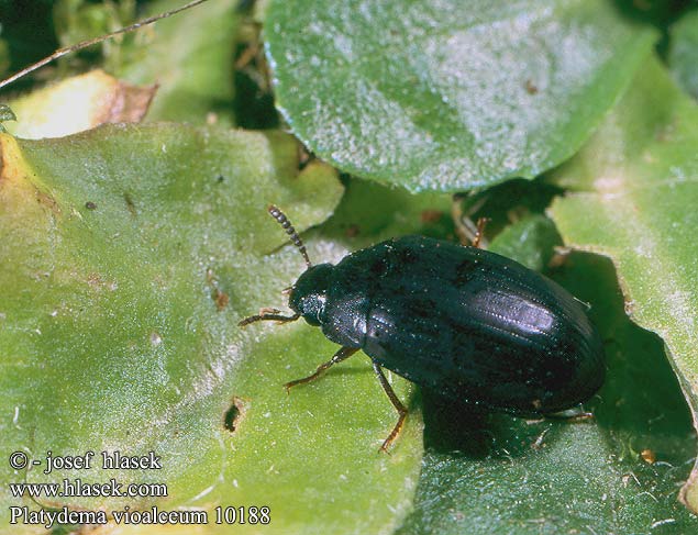 Platydema violaceum 10188